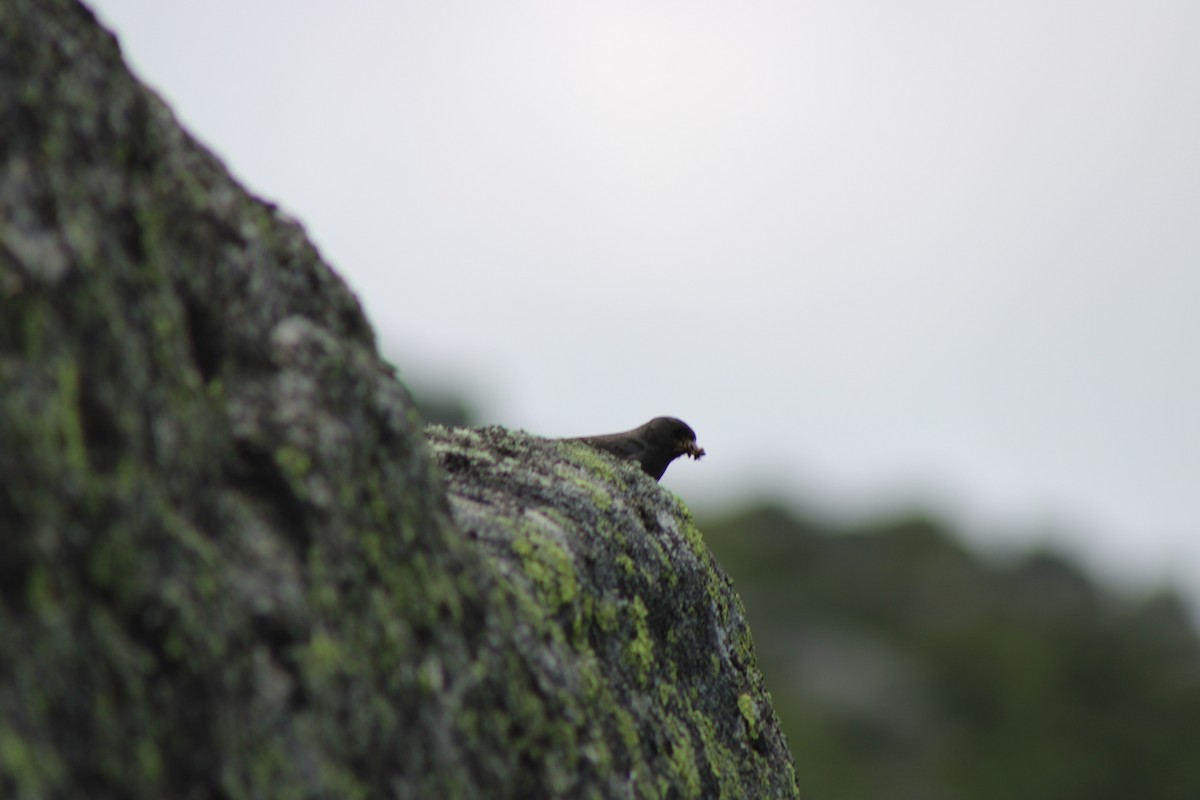 Dark-eyed Junco - ML639394408