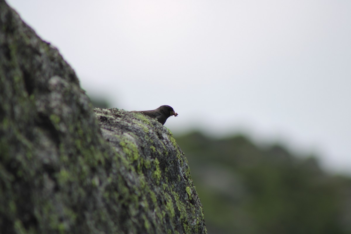 Dark-eyed Junco - ML639394409