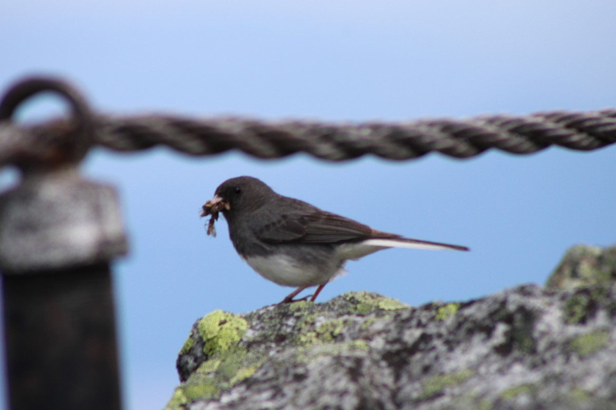 Dark-eyed Junco - ML639394410