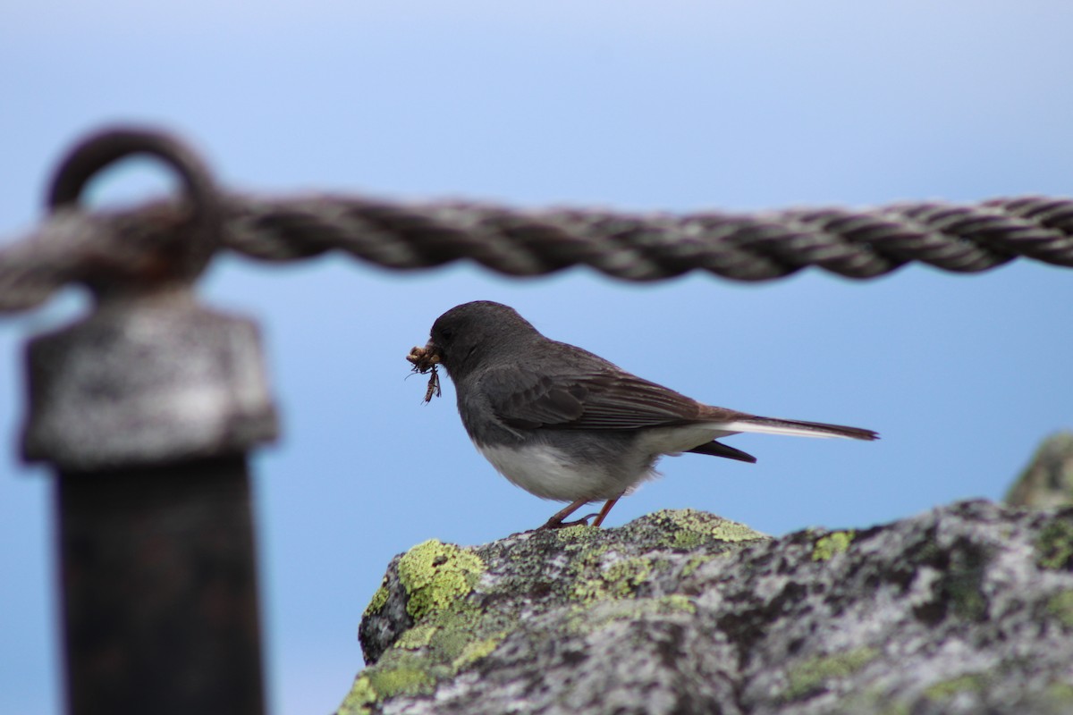 Dark-eyed Junco - ML639394411