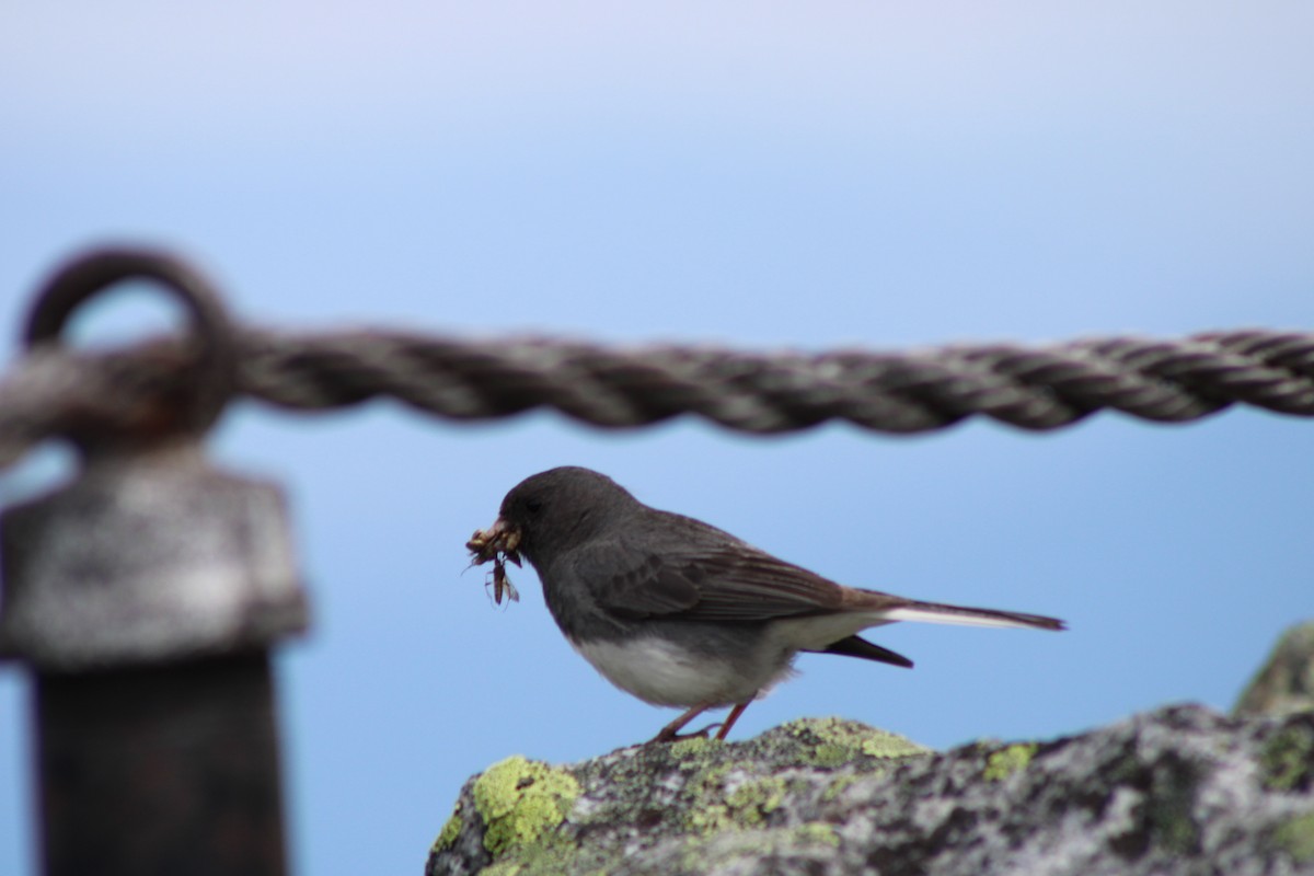 Dark-eyed Junco - ML639394412