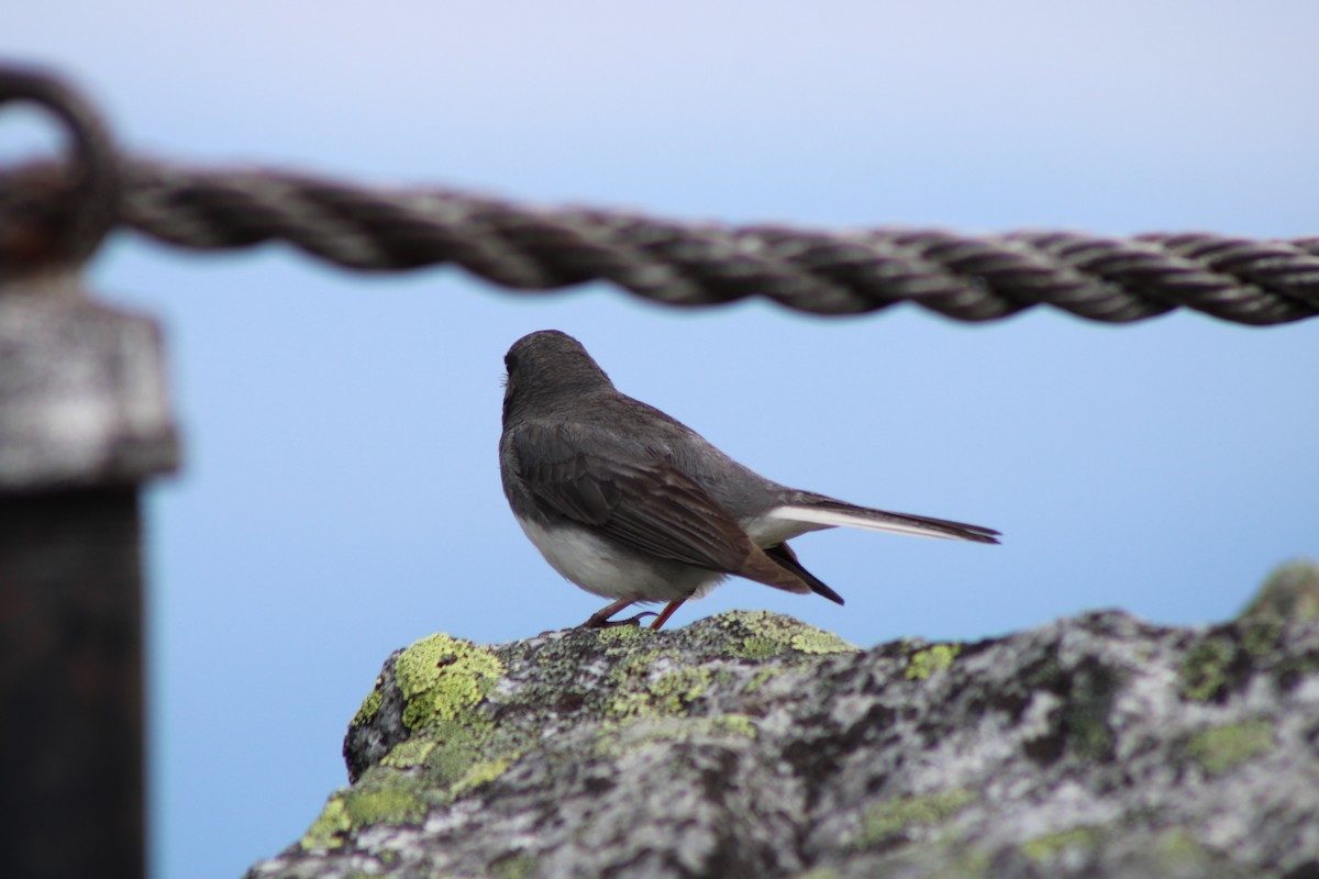 Dark-eyed Junco - ML639394413