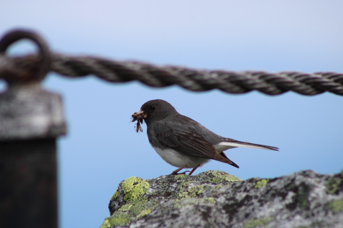Dark-eyed Junco - ML639394414