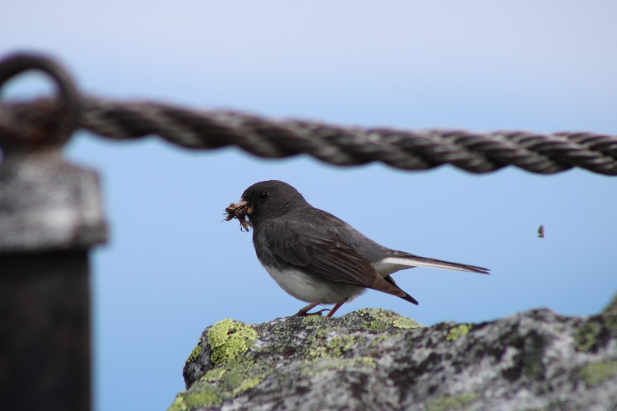 Dark-eyed Junco - ML639394415