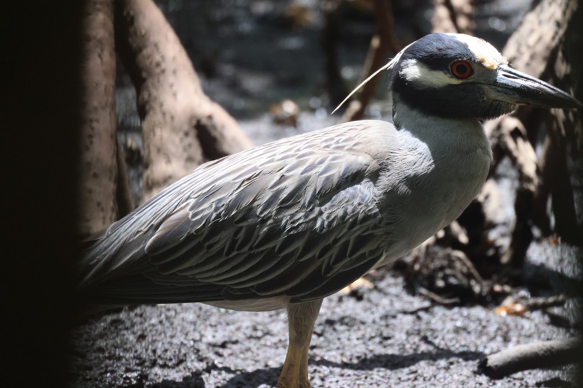 Yellow-crowned Night Heron - ML639394491