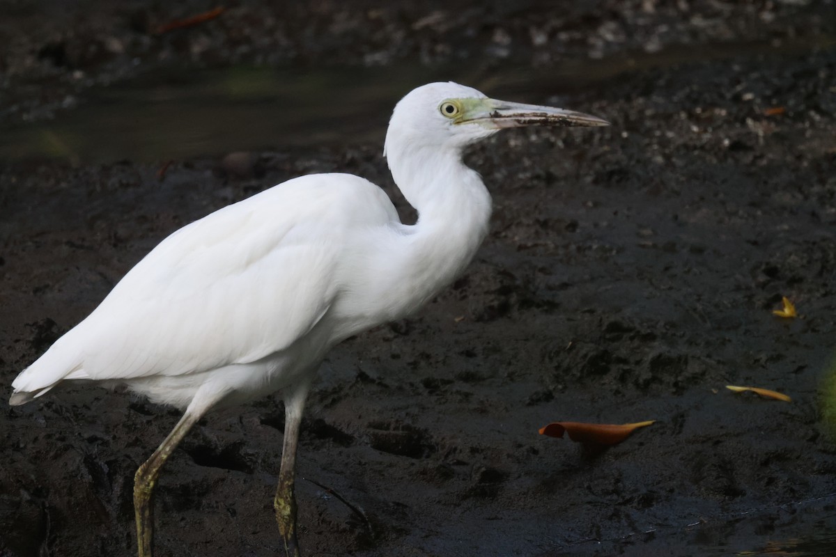 Little Blue Heron - ML639394506