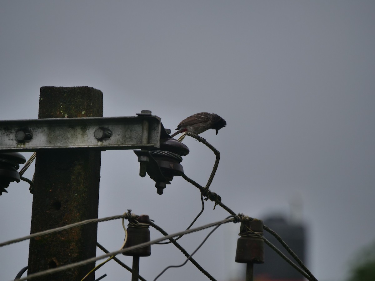 Red-vented Bulbul - ML639394514