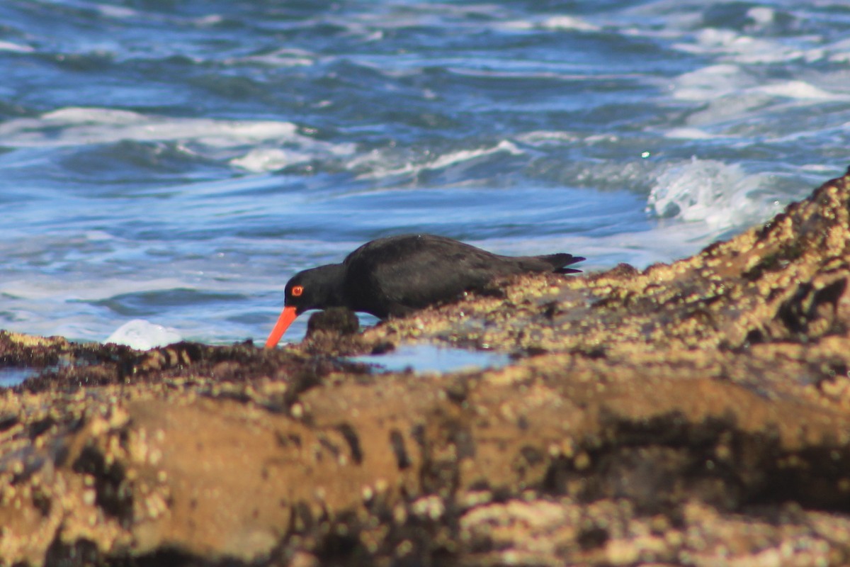 Sooty Oystercatcher - ML639394547