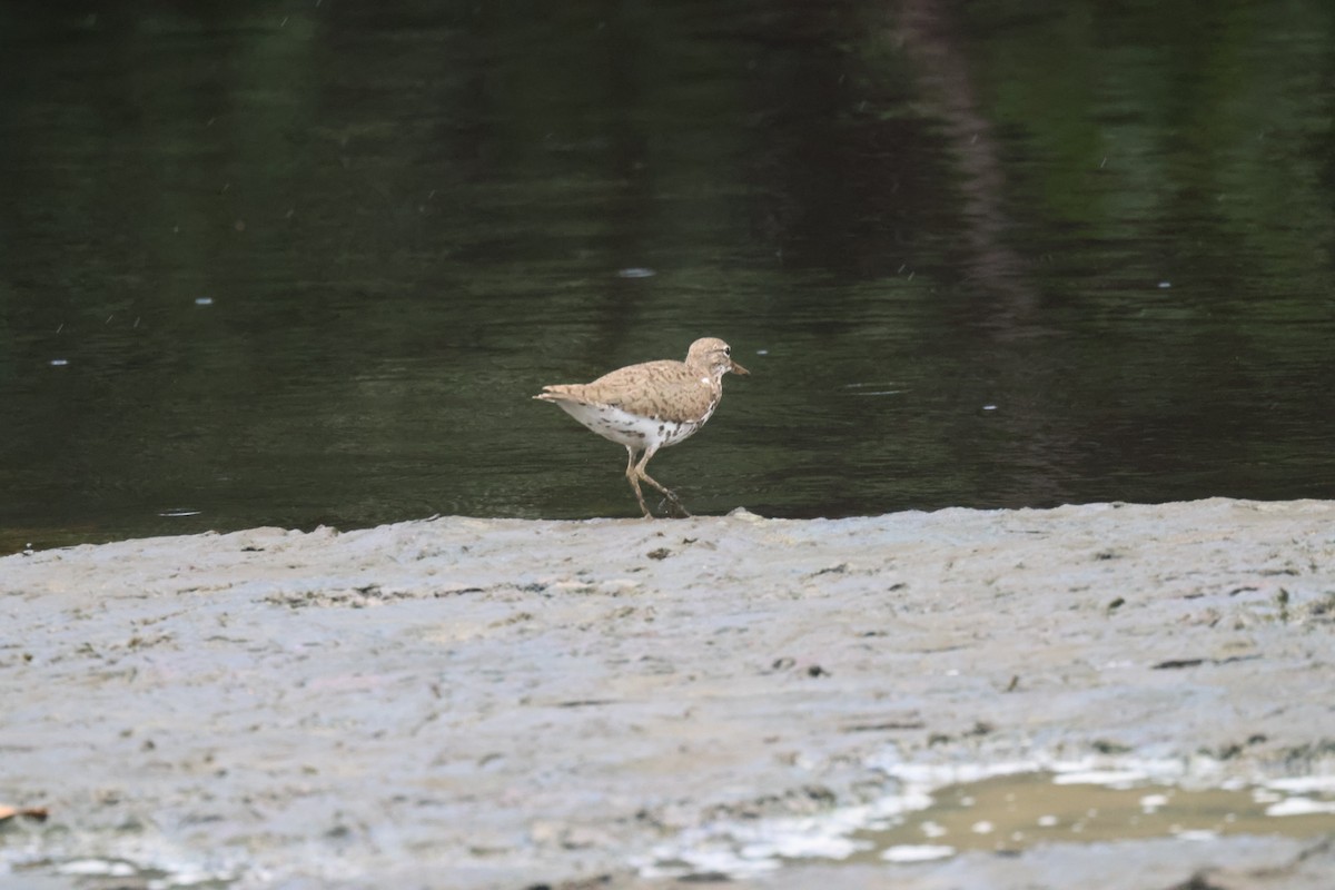 Spotted Sandpiper - ML639394551