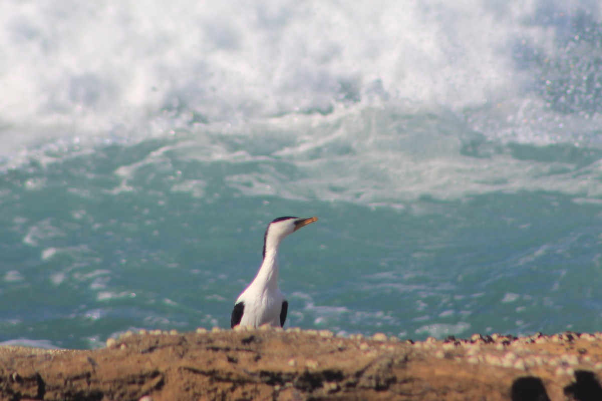 Little Pied Cormorant - ML639394553