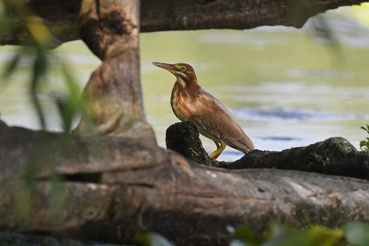 Green Heron - Tim K