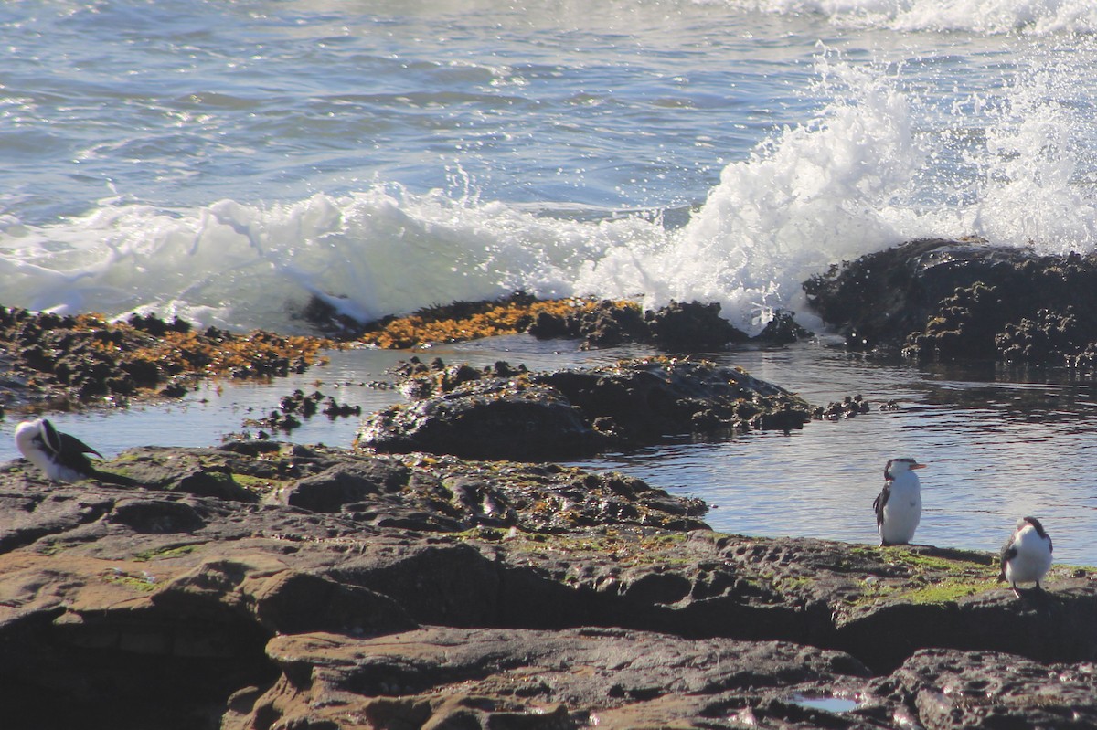 Little Pied Cormorant - ML639394563