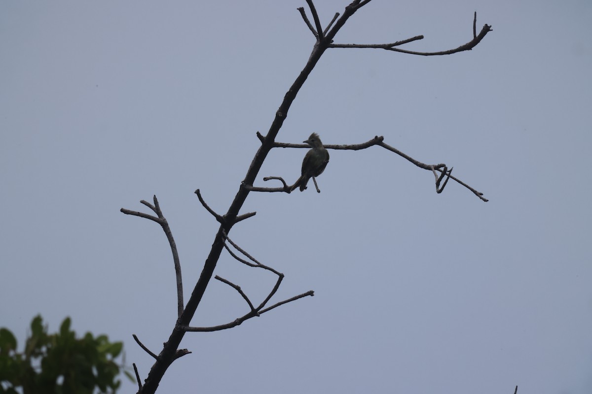 Yellow-bellied Elaenia - ML639394565