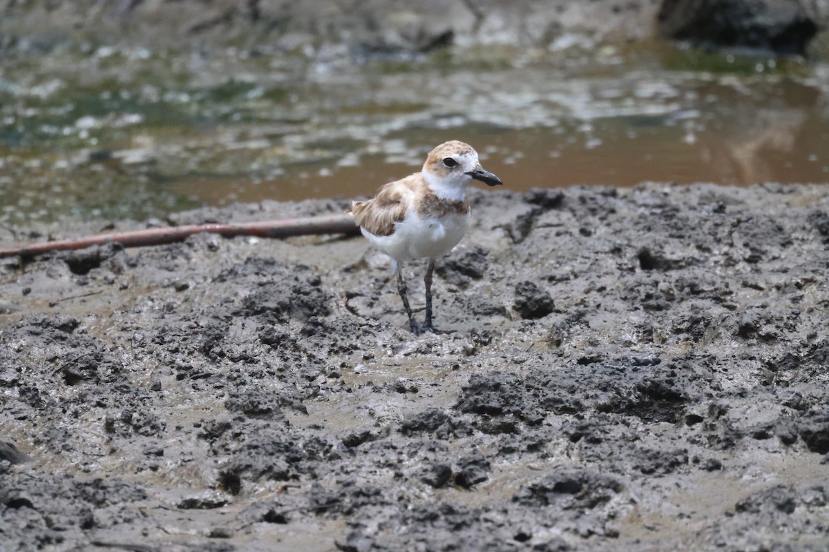 Wilson's Plover - ML639394599