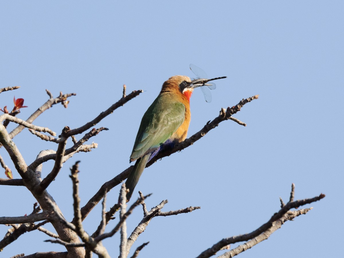 White-fronted Bee-eater - ML639394616