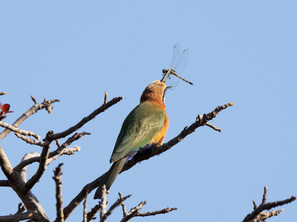 White-fronted Bee-eater - ML639394617