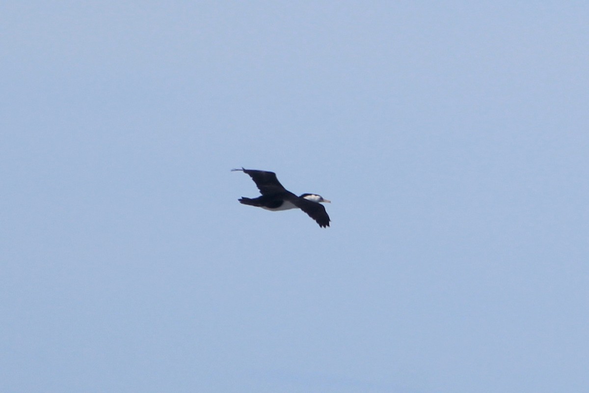 Pied Cormorant - ML639394621