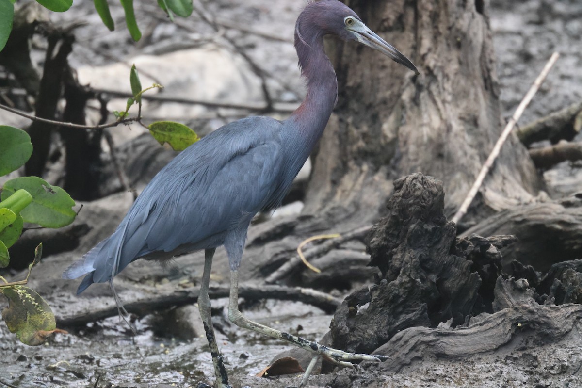Little Blue Heron - ML639394622