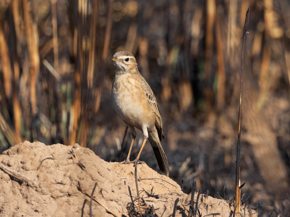 Buffy Pipit - ML639394635
