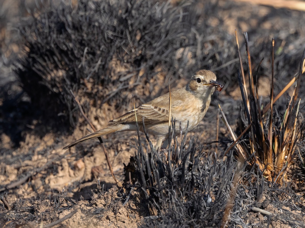 Buffy Pipit - ML639394636