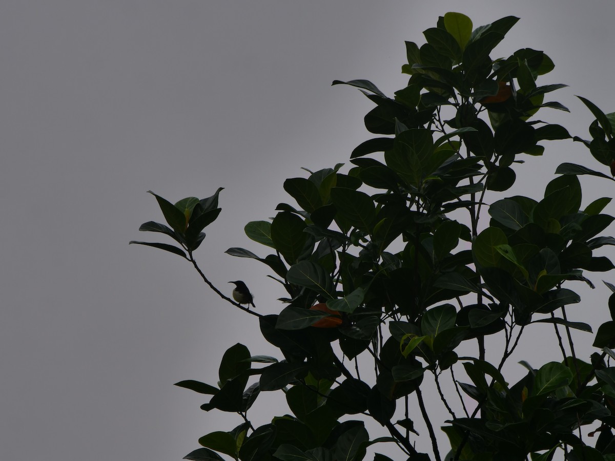 Purple-rumped Sunbird - ML639394673