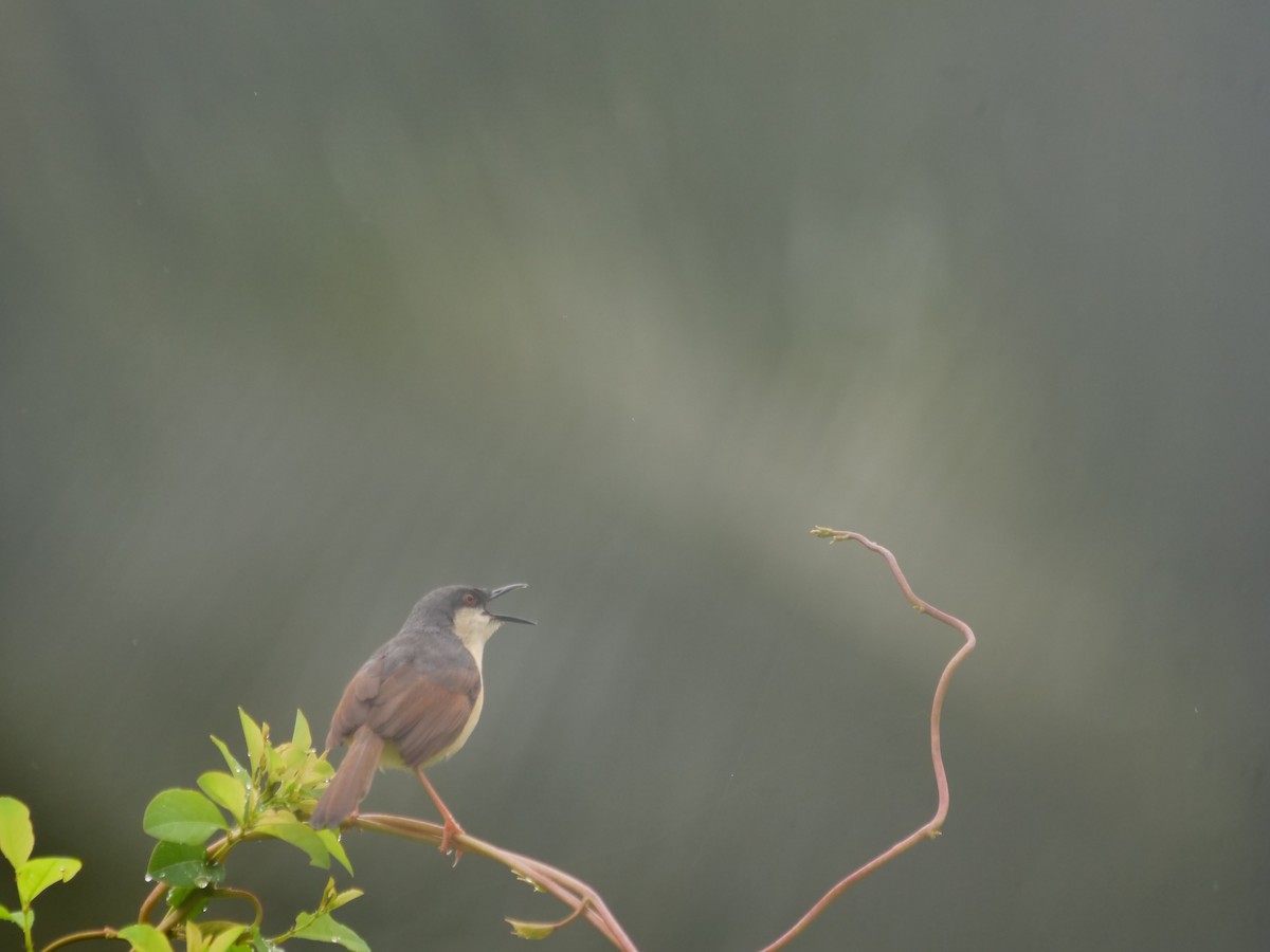 Ashy Prinia - ML639394767