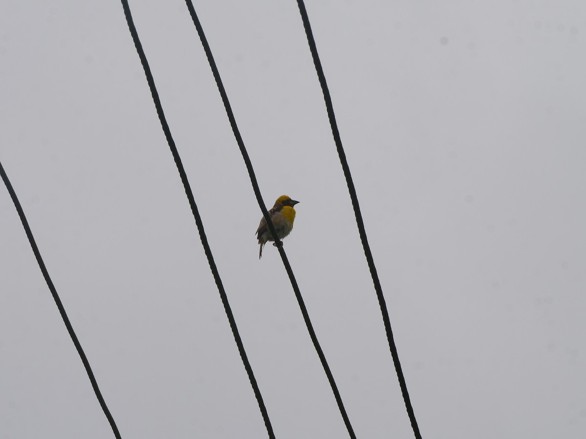 Baya Weaver - ML639394834