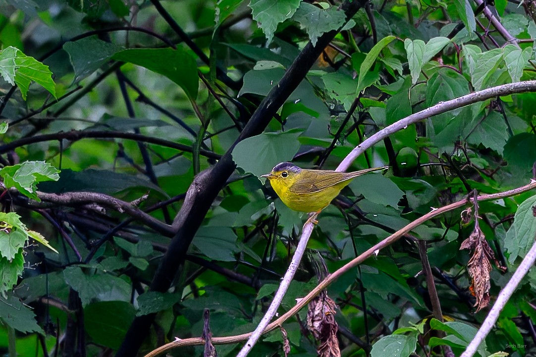 Martens's Warbler - ML639395011