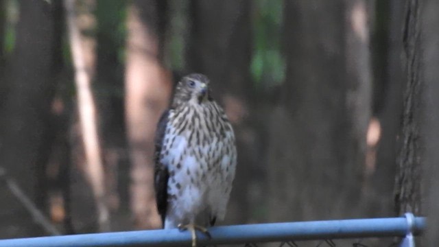 Cooper's Hawk - ML639395045