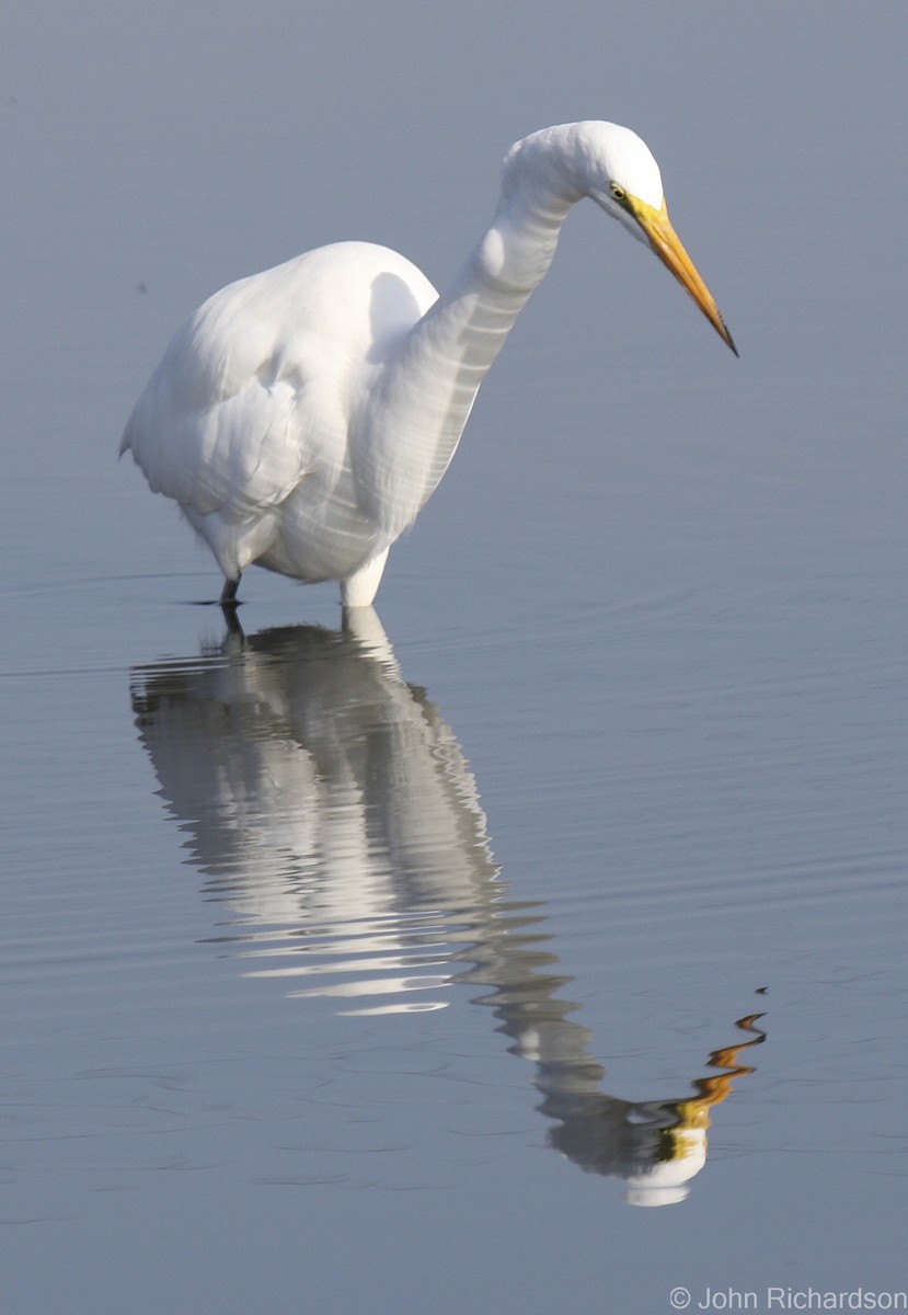 Great Egret - ML639395100