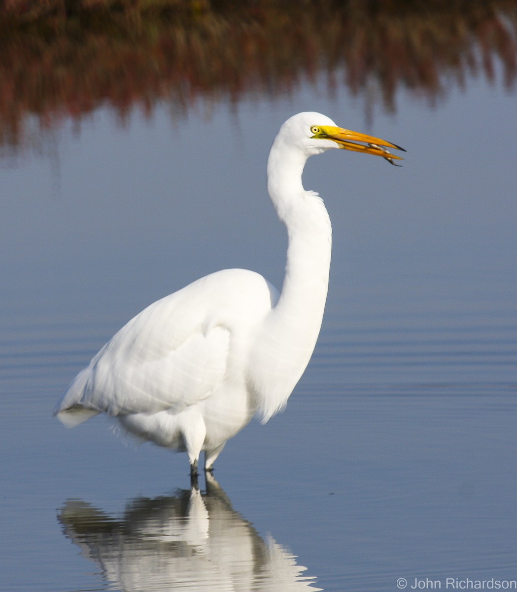 Great Egret - ML639395101