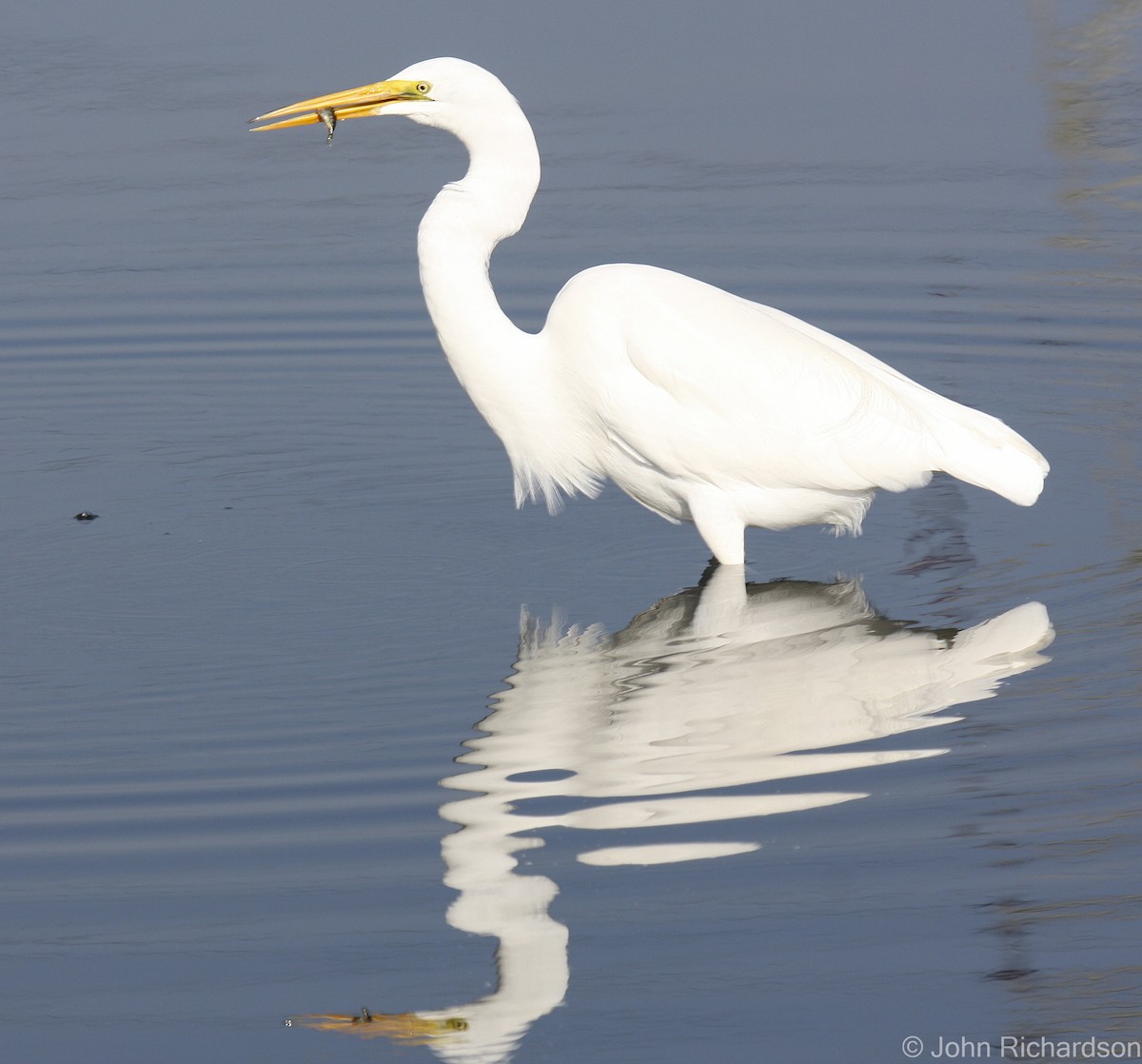 Great Egret - ML639395102