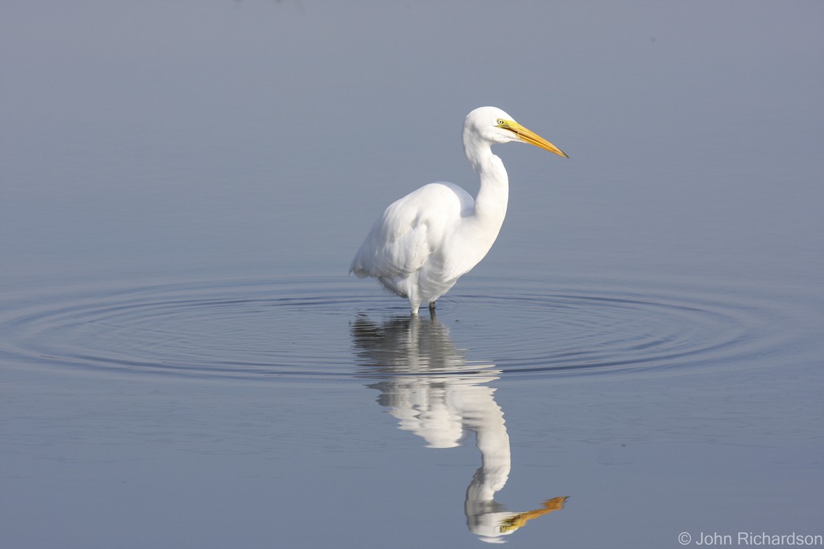 Great Egret - ML639395103