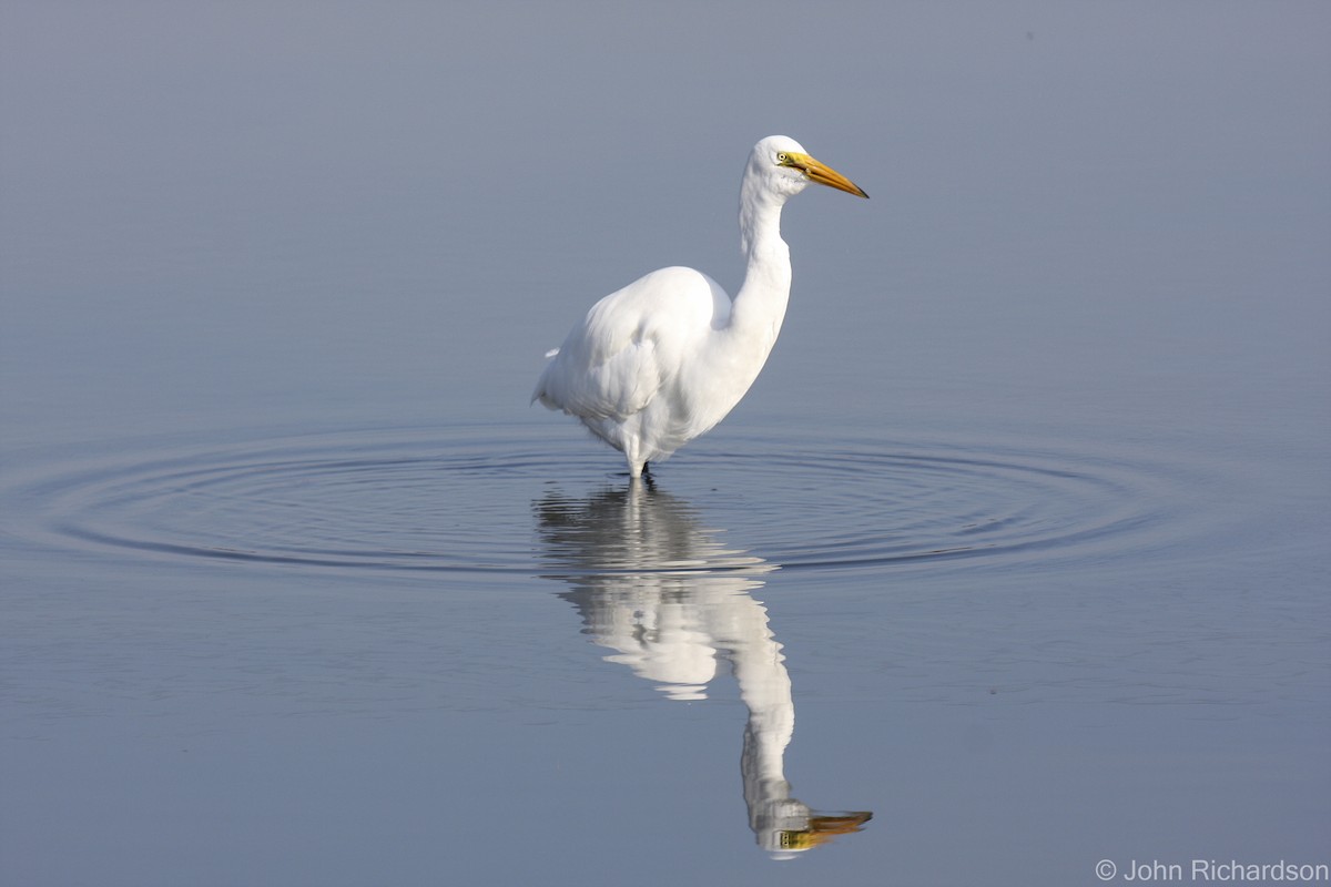 Great Egret - ML639395104