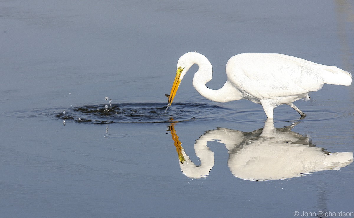 Great Egret - ML639395105