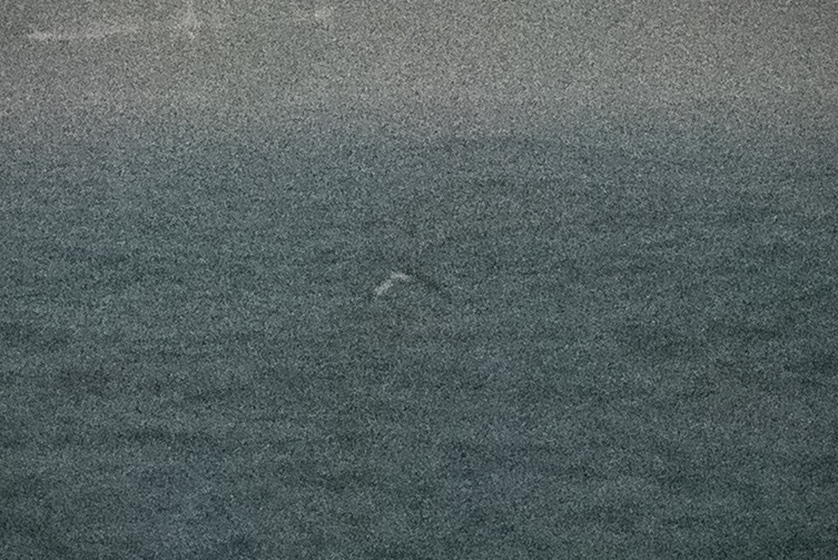 shearwater sp. - ML639395125