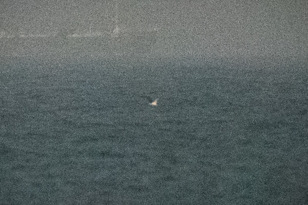 shearwater sp. - ML639395126