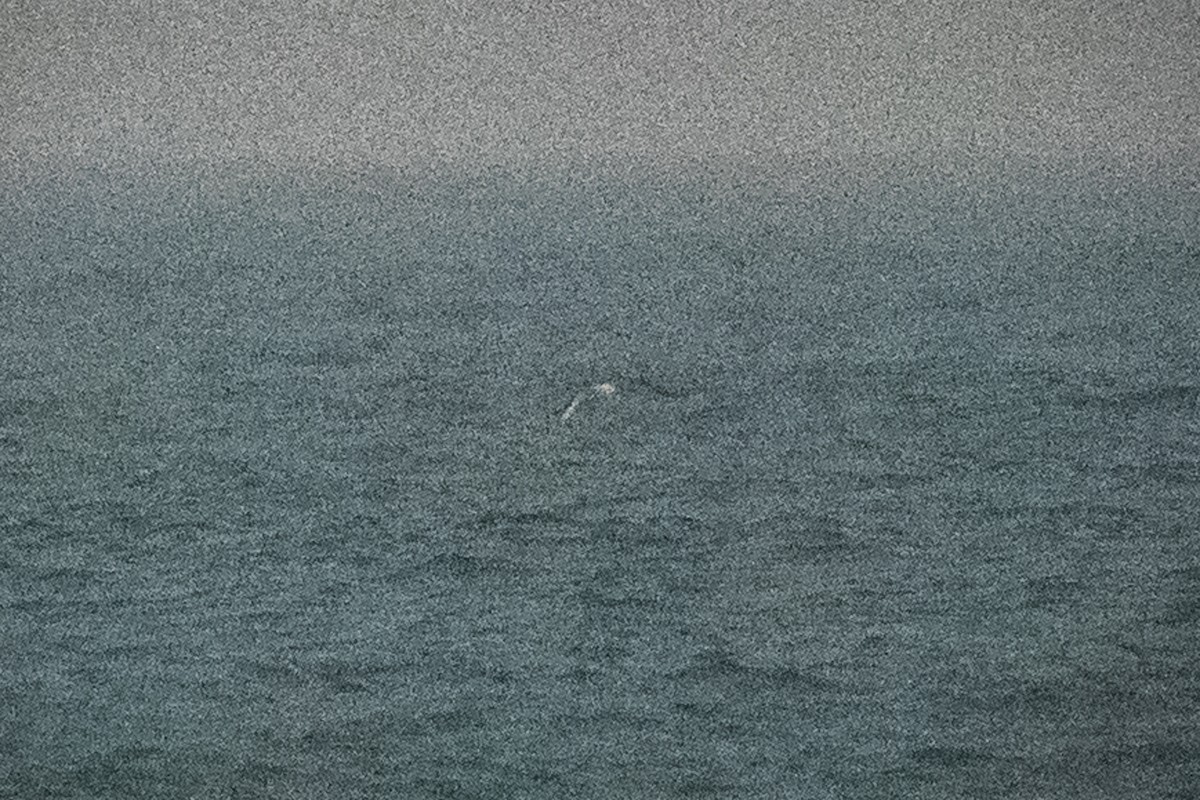 shearwater sp. - ML639395127