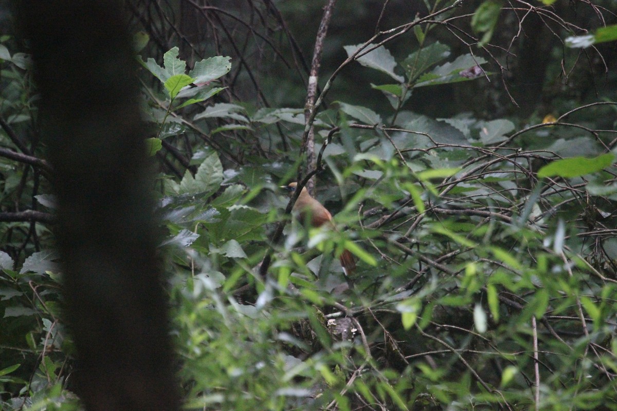 Buffy Laughingthrush - ML639395130