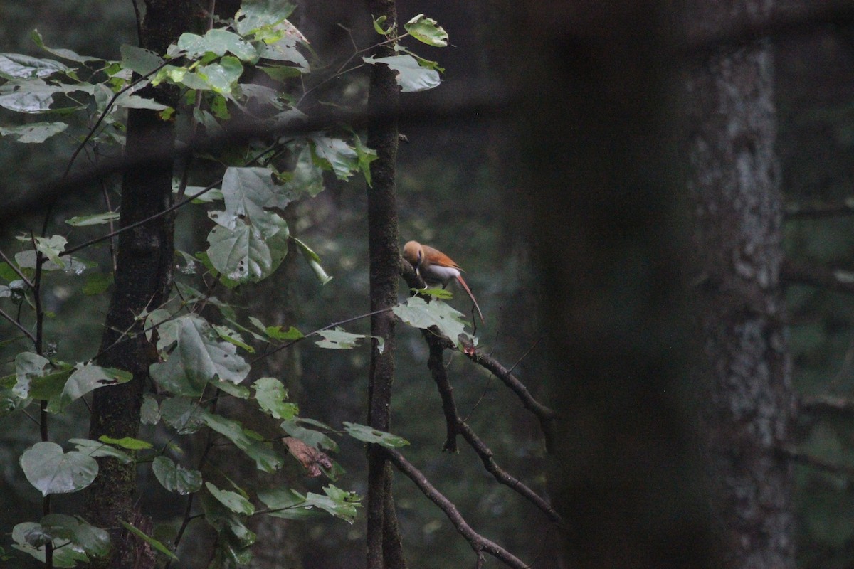 Buffy Laughingthrush - ML639395135