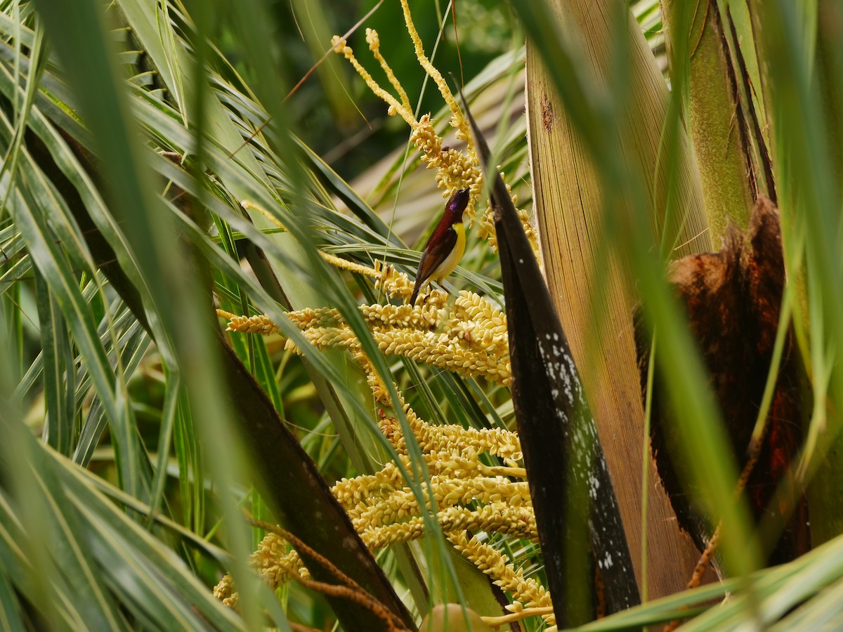 Purple-rumped Sunbird - ML639395153