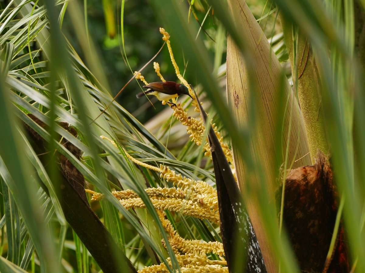 Purple-rumped Sunbird - ML639395156