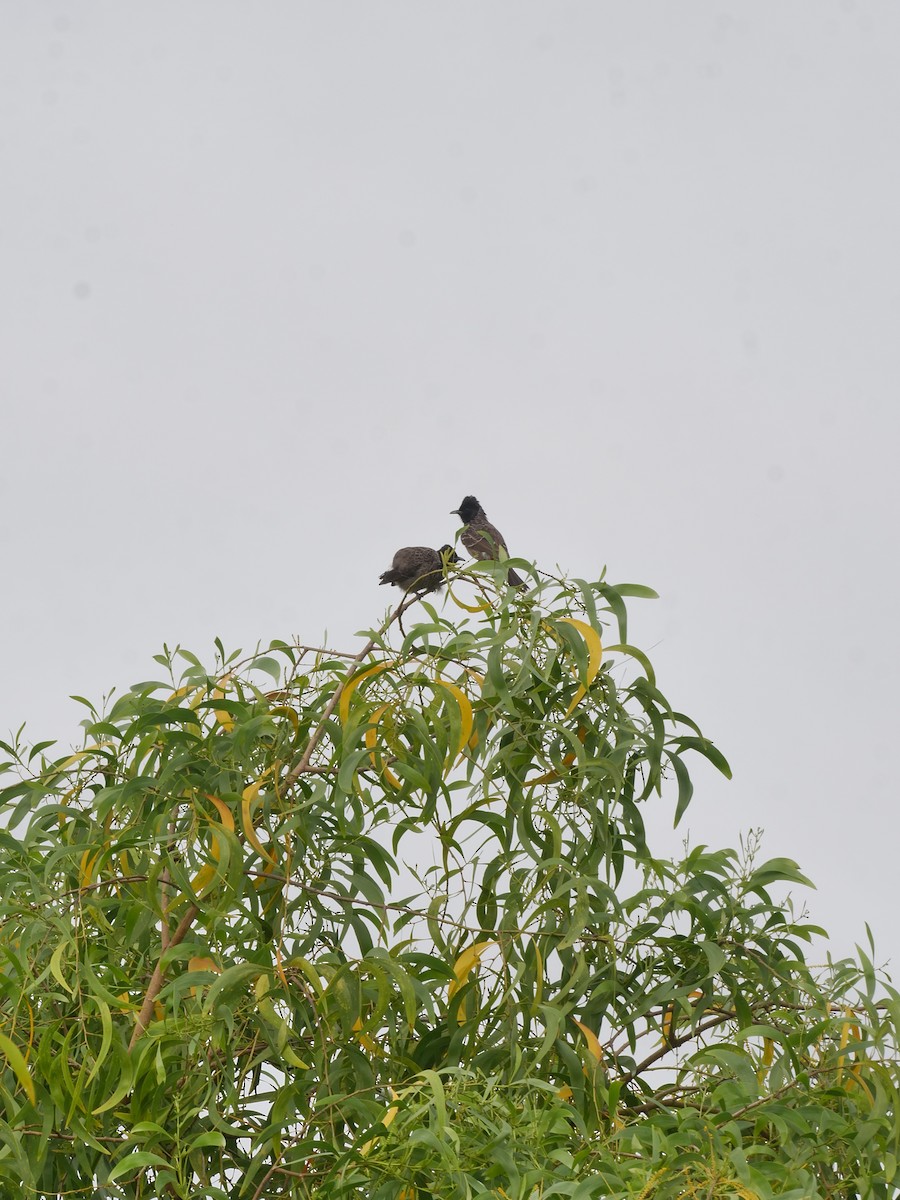 Red-vented Bulbul - ML639395174