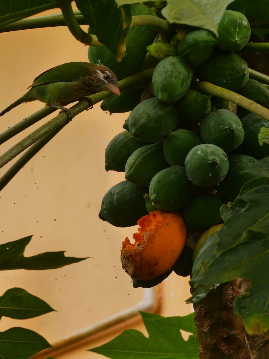 White-cheeked Barbet - ML639395202