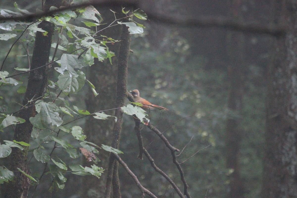 Buffy Laughingthrush - ML639395214