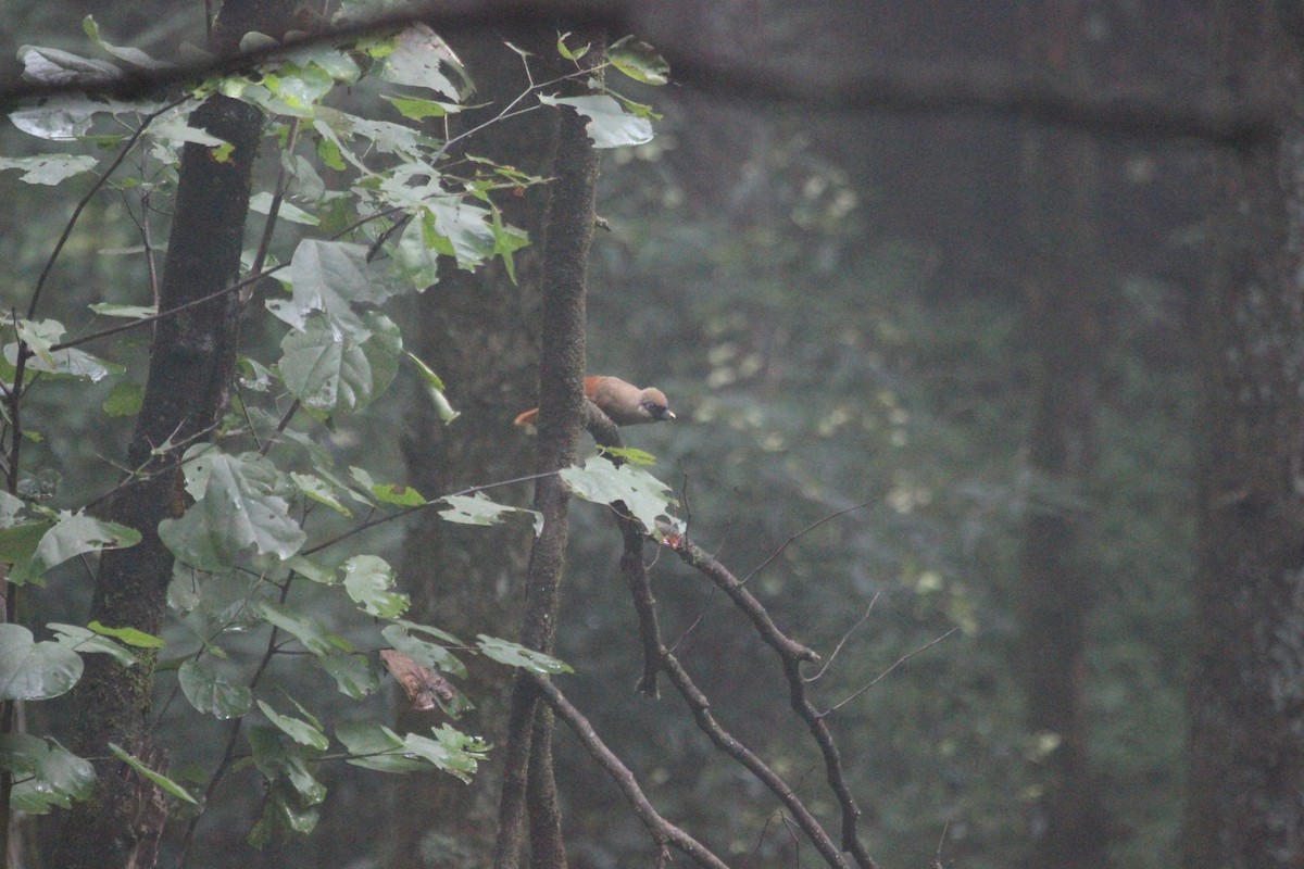 Buffy Laughingthrush - ML639395215