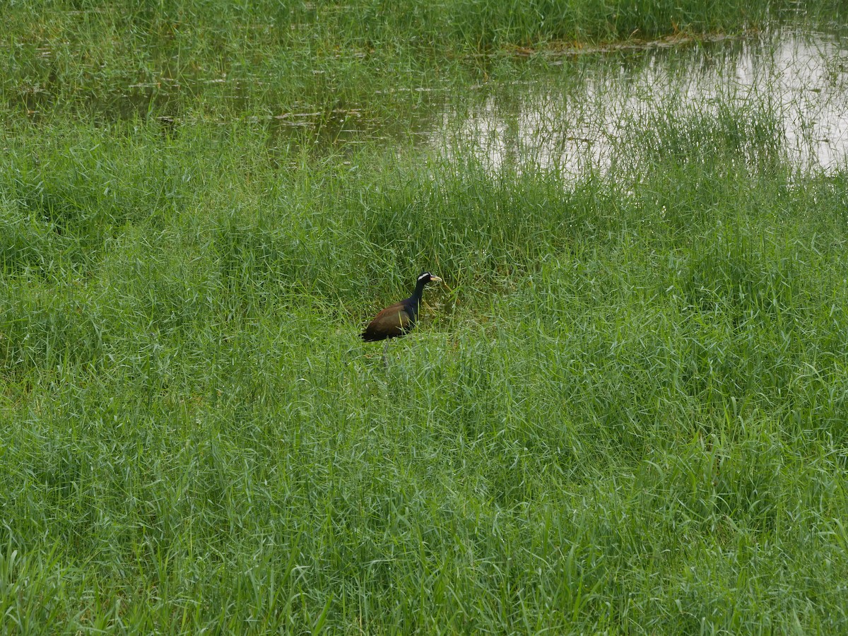 Bronze-winged Jacana - ML639395222