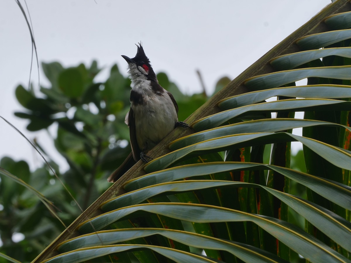 Red-whiskered Bulbul - ML639395232