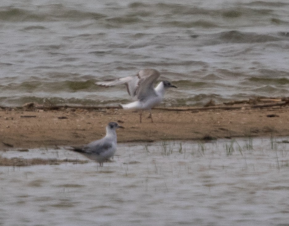 Bonaparte's Gull - ML639395381