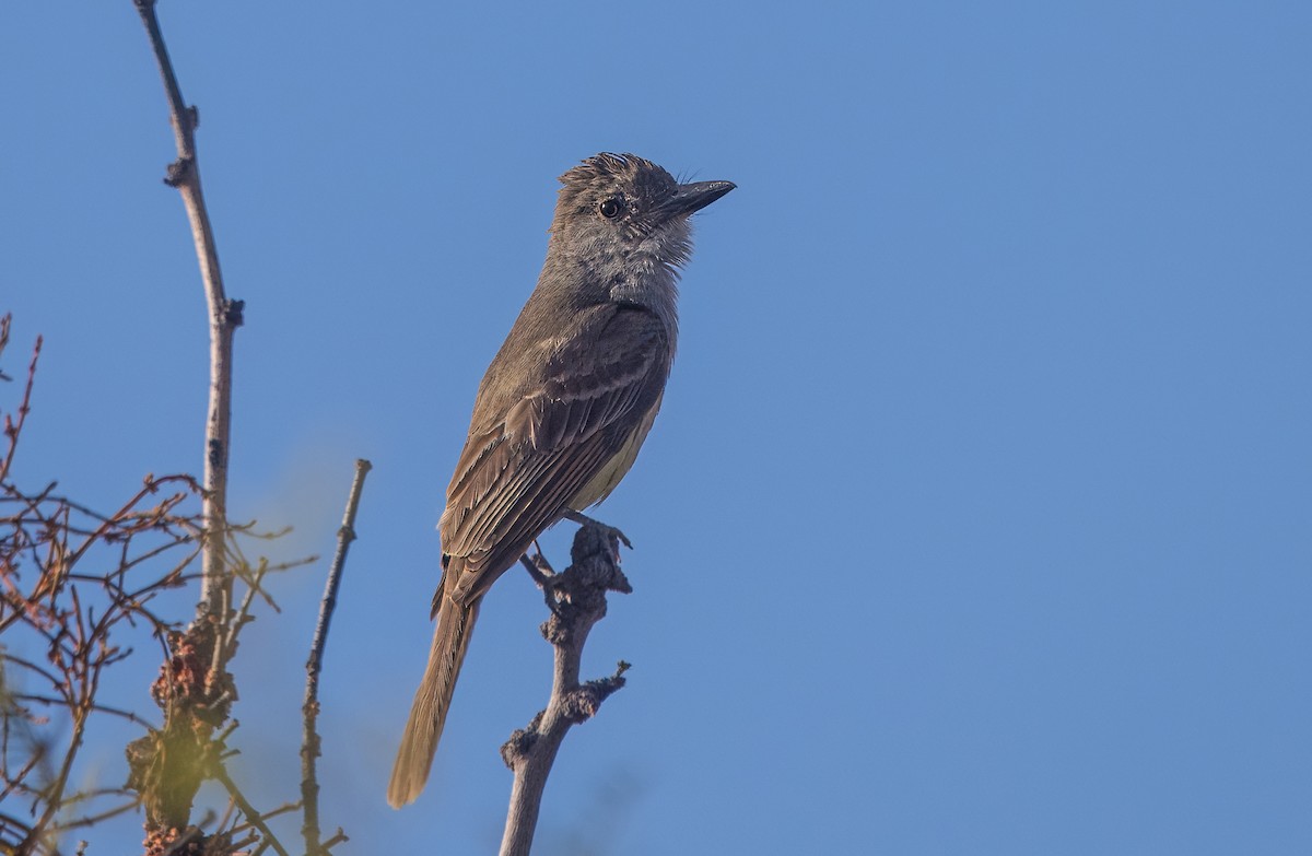 Brown-crested Flycatcher - ML639395384